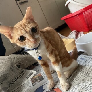 多頭飼育崩壊の猫たちの里親募集！【ベルちゃん】