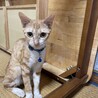 多頭飼育崩壊の猫たちの里親募集！【ベルちゃん】 サムネイル2