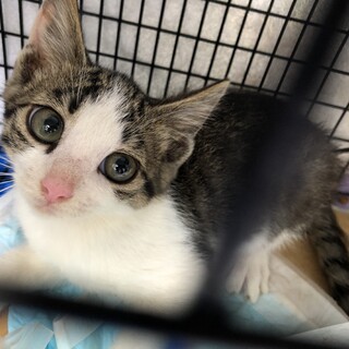 募集開始！　7／１３　譲渡会キジシロ子猫