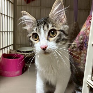 毛足長めきじしろこねこ♀