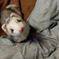 紋太（ぶんた）