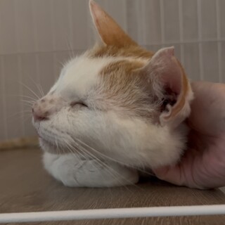 ガリガリで子育てを頑張った優しいまこちゃん 3才