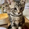 キジ猫子猫のベルちゃん サムネイル2