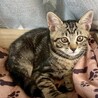キジ猫子猫のベルちゃん サムネイル3