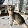キジ猫子猫 ミルクちゃん サムネイル3