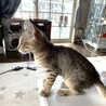 キジ猫子猫 ミルクちゃん サムネイル4