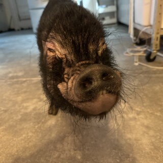 マイクロブタ(4歳)の女の子