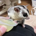 モモンガ オス