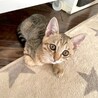 キジ猫子猫 ミルクちゃん サムネイル2
