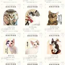 ねこのわNara［ 保護猫 譲渡会 ］ サムネイル3