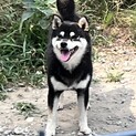 6歳黒豆柴の女の子