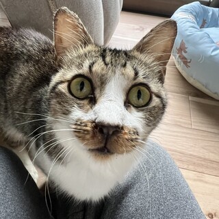 犬みたいに人懐っこい男の子　推定２歳から３歳