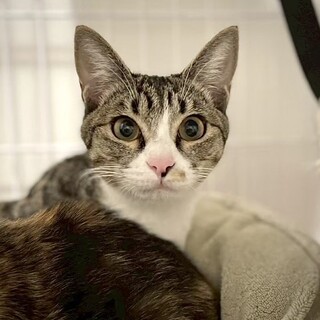 TNRで保護した5きょうだい子猫⭐︎あかねちゃん