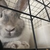 メス　マダラ模様の優しい子 サムネイル2