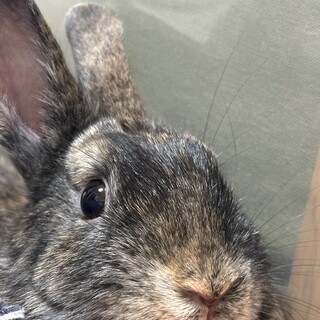 オス　マダラ模様の甘えん坊