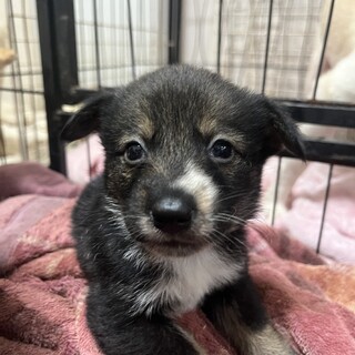 生後１か月くらいの可愛らしい子犬ちゃん
