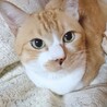 どらもこ