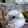 めぐんち