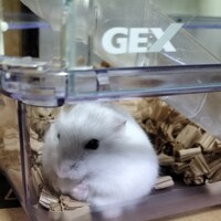 もも