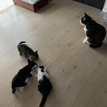 ３兄弟が来た頃、優しいトム兄が常に側に。そしてチビ達は大きくなりました。