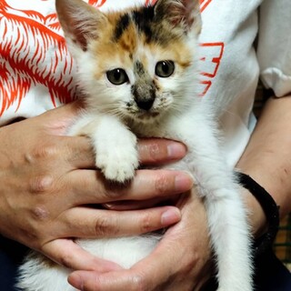 こあらちゃん女の子