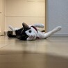 きとんぶるー
