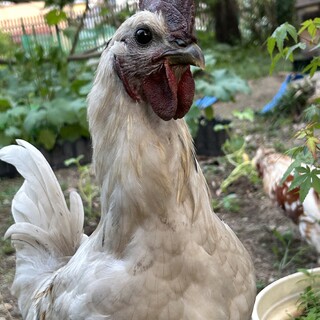 若鶏（オス）の里親を探しています