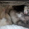 みとん＆だいふく