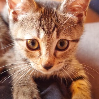 目がクリクリで可愛いキジトラ男の子♪