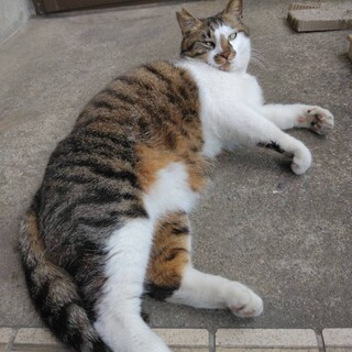 飼い猫にしてあげたいキジ白のピエール