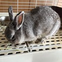 ゆずき3歳　可愛がってもらえる方に！
