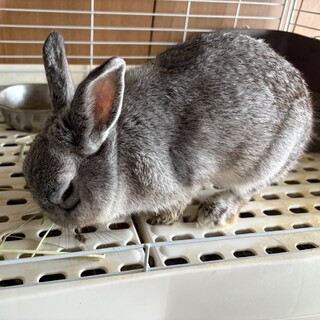 ゆずき3歳　可愛がってもらえる方に！