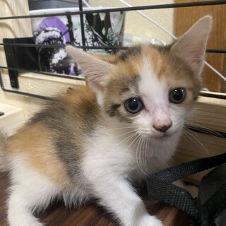 三毛猫ちゃん★女の子