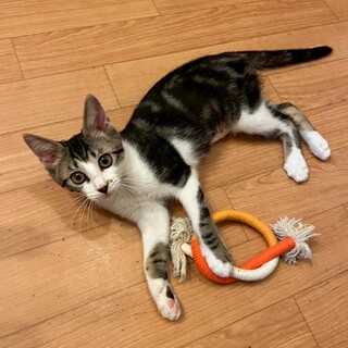 8/3西千葉ෆ⃛人懐っこい4兄妹ෆ⃛あかねちゃん