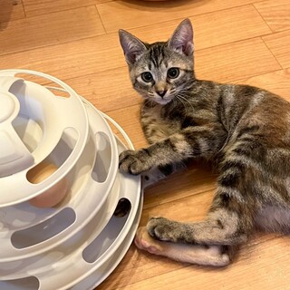 8/3西千葉ෆ⃛人懐っこい4兄妹ෆ⃛サラダちゃん