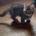 ミヌエット子猫二ヶ月