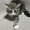 ノルウェージャンフォレストキャット子猫二ヶ月