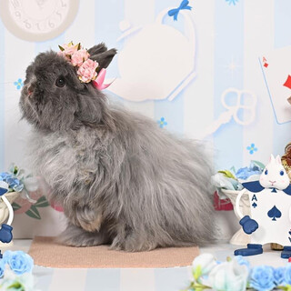 ジャージーウーリー(うさぎ)のペコちゃんです