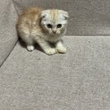 スコティッシュフォールド二ヶ月子猫血統書