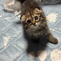 スコティッシュフォールド二ヶ月子猫血統書