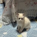ラグドール子猫二ヶ月血統書