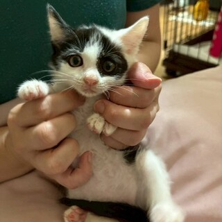 頑張り屋の女の子　はんぺん