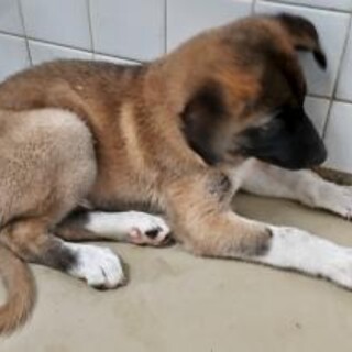 まだ幼い子犬　収容期限7月15日朝まで