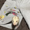 ちぇる丸