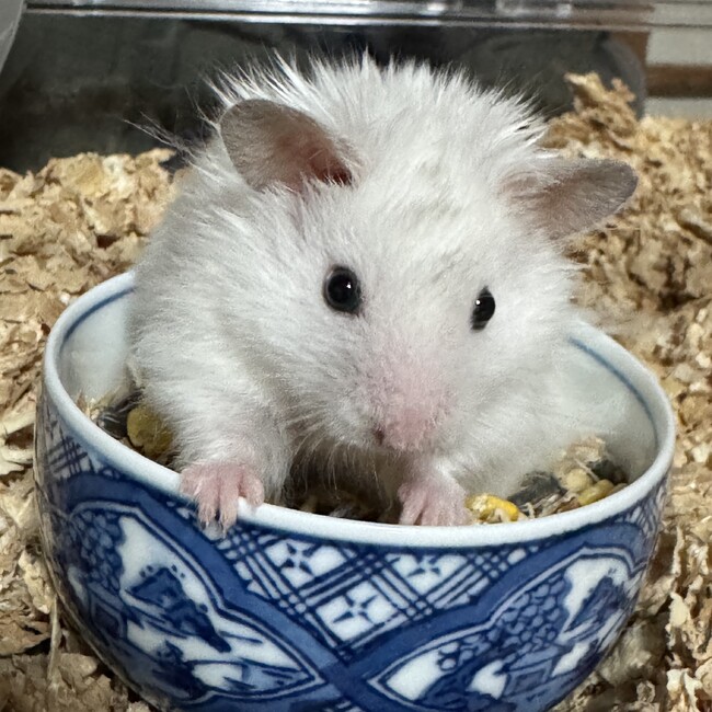 すばる7114のカバー写真