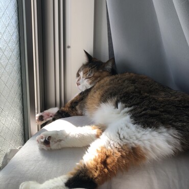 の写真