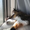 の写真