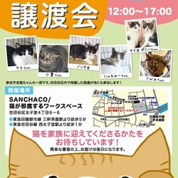 チームＳＬＰ猫の譲渡会