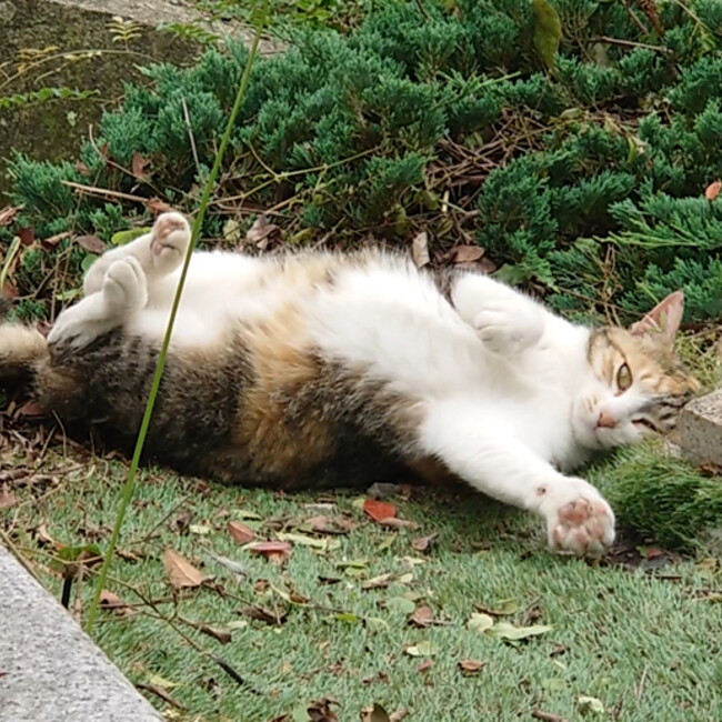 Selesのカバー写真