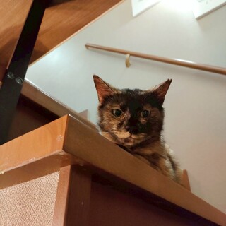 群馬から来た推定2歳のオモチャ大好きサビ猫（動画有